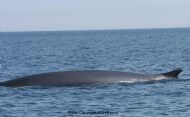 Fin Whale (Balaenoptera physalus)